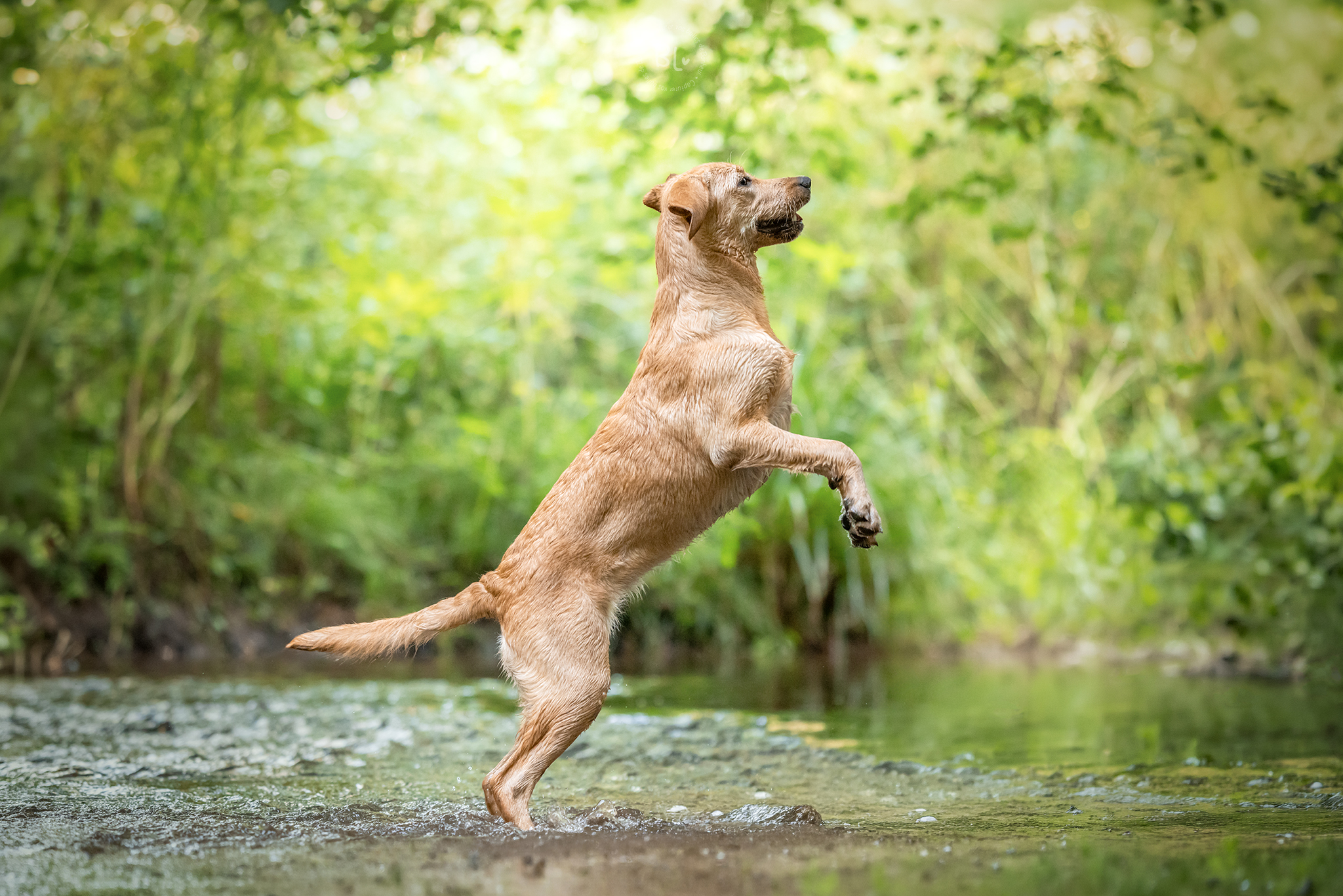 Photo-Bubble-Life-photographe-chien-brest-Finistère