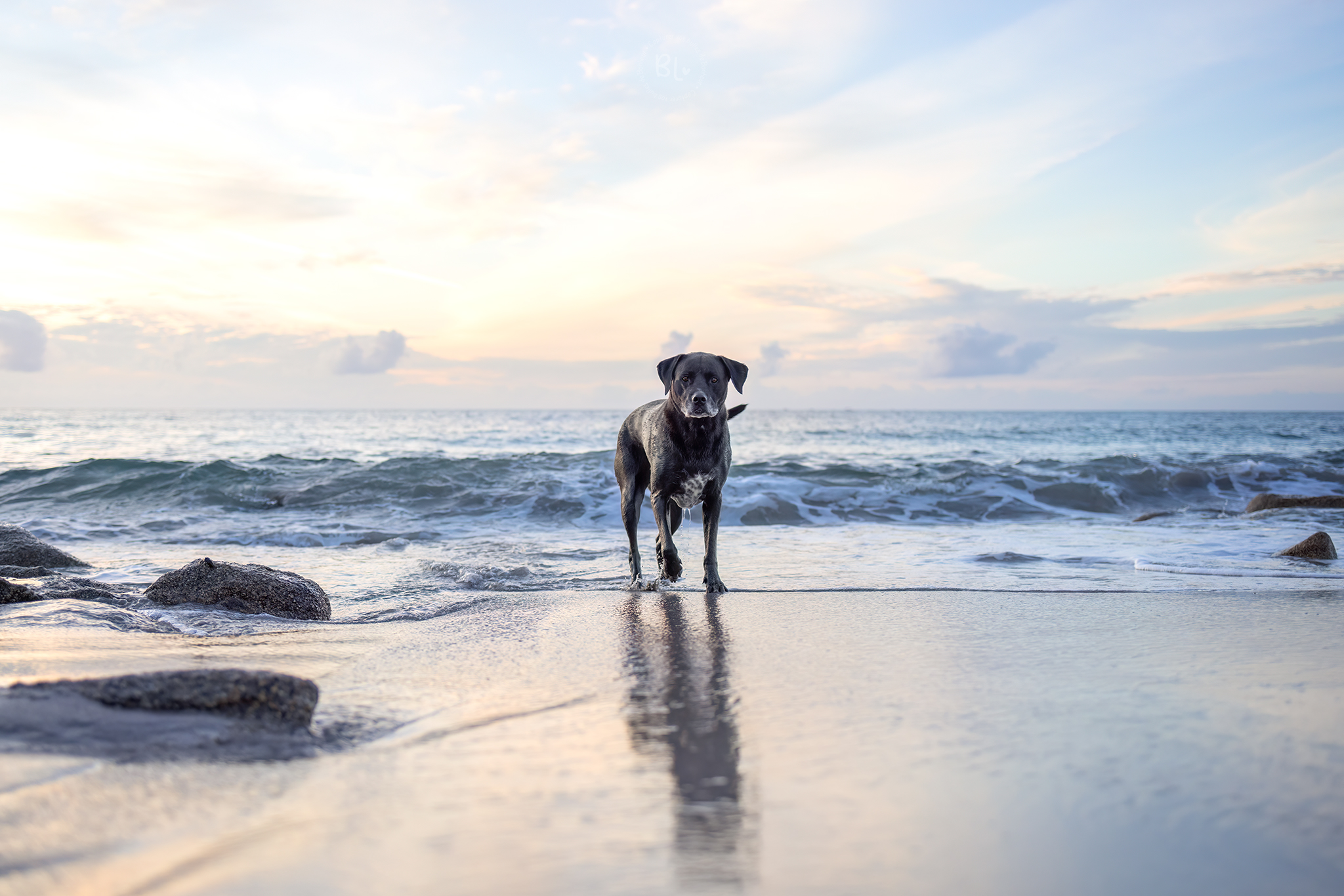 Séance-photo-chien-plage-Brest-Plouarzel-Finistère-Photo-Bubble-Life