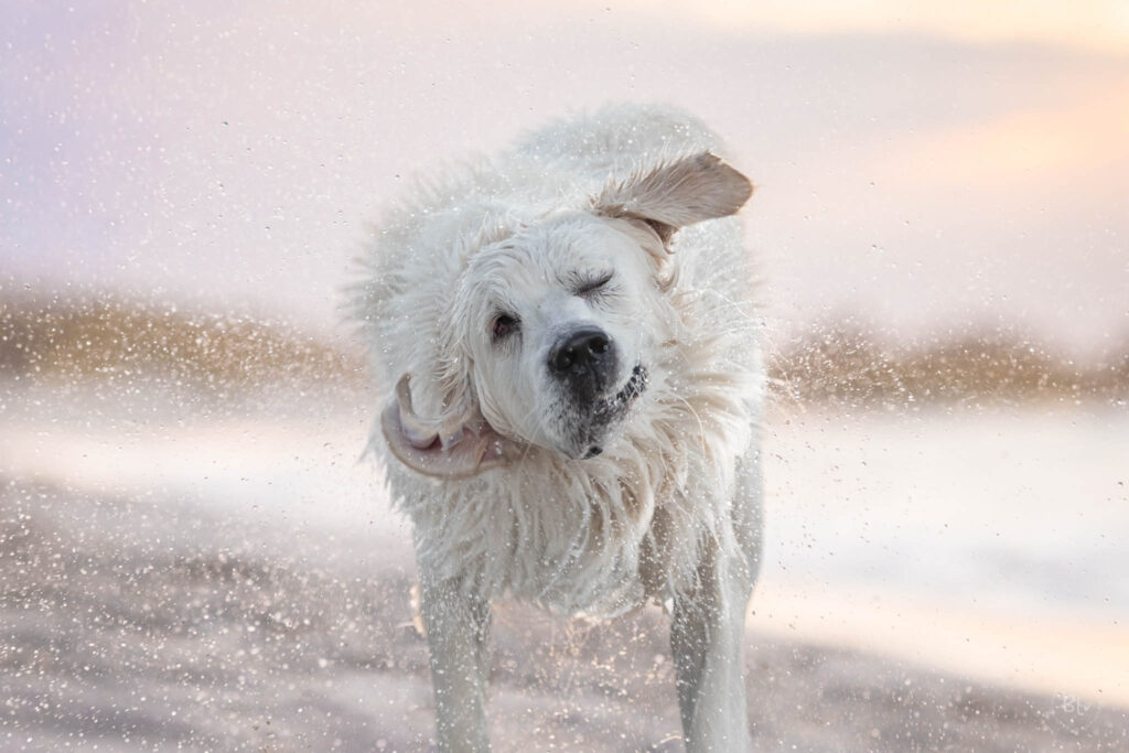 Photo-Bubble-Life-Photographe-chien-Brest-Plouzané-Finistère
