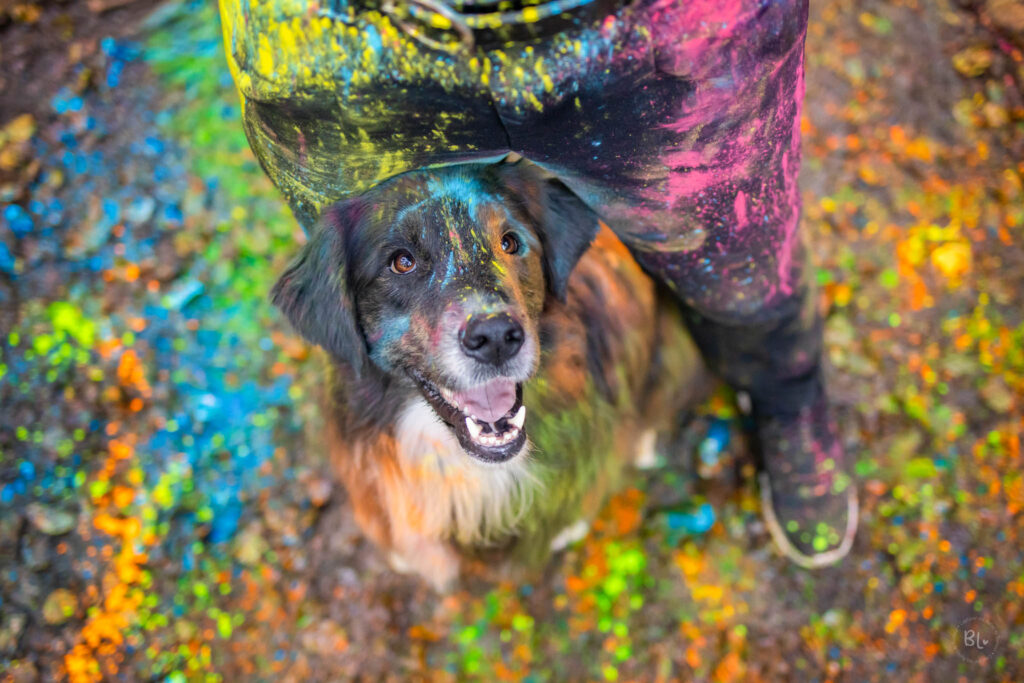 Photo-Bubble-Life-Photographe-chien-poudre-colorée-Brest-Plouzané-Finistère